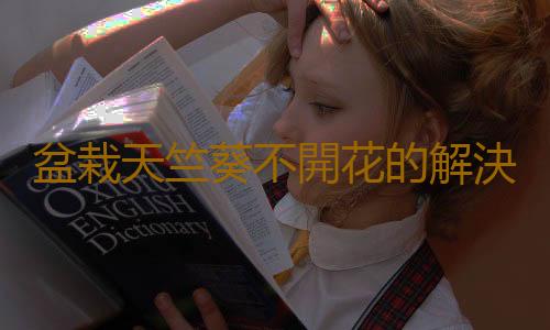 盆栽天竺葵不開花的解決辦法
