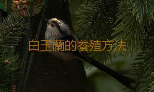 白玉蘭的養殖方法