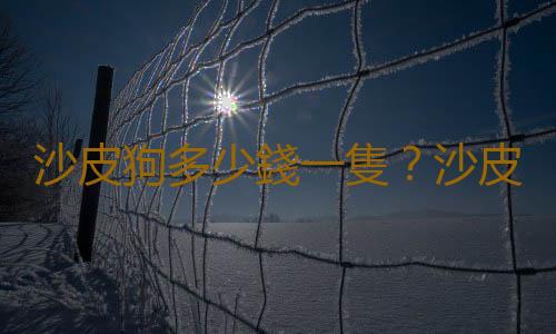 沙皮狗多少錢一隻？沙皮犬怎樣訓練？