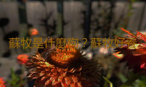 蘇牧是什麽狗？蘇牧好養嗎？